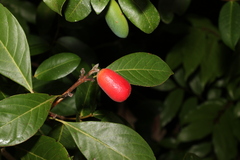 Rhodomyrtus macrocarpa
