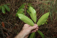 Canarium australianum