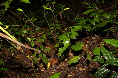Mackinlaya confusa