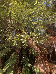 Pterophylla racemosa