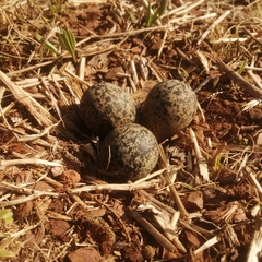 Vanellus senegallus