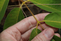 Canarium australianum