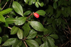 Rhodomyrtus macrocarpa