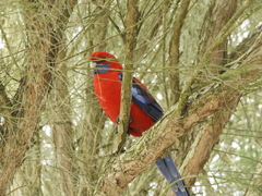 Platycercus elegans elegans