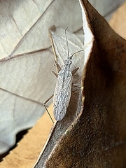 Nabis roseipennis