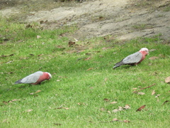 Eolophus roseicapilla albiceps