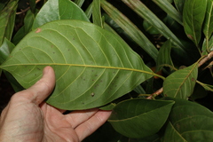 Rhodomyrtus macrocarpa