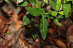 Alyxia spicata