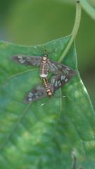 Eressa confinis