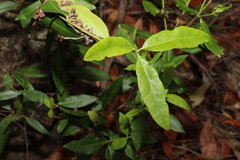 Alyxia spicata