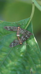 Eressa confinis