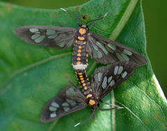 Eressa confinis