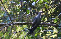 Lopholaimus antarcticus