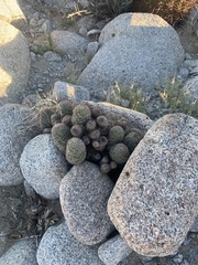 Mammillaria dioica dioica