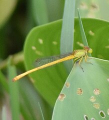 Ceriagrion coromandelianum