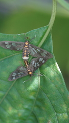 Eressa confinis