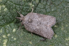 Nycteola
