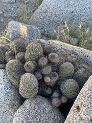 Mammillaria dioica dioica