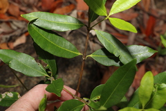 Alyxia spicata