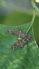 Eressa confinis