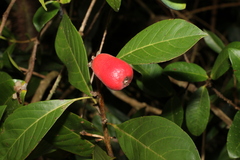 Rhodomyrtus macrocarpa