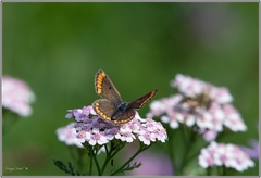 Aricia agestis