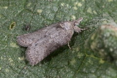 Nycteola