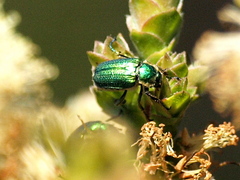 Diphucephala elegans