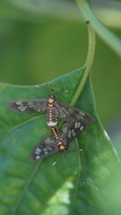 Eressa confinis