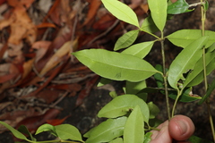 Alyxia spicata