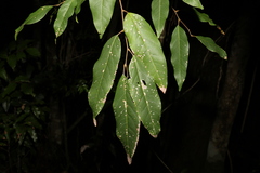 Sapindaceae