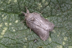 Nycteola