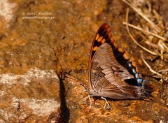Charaxes guderiana guderiana