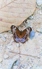 Lebadea martha parkeri