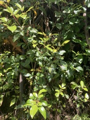 Pterophylla racemosa