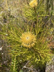 Isopogon anethifolius