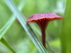 Cruentomycena viscidocruenta