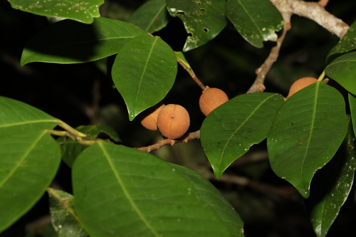 Myristica globosa (Myristica globosa)