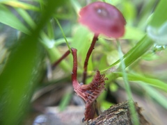 Cruentomycena viscidocruenta
