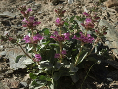 Penstemon monoensis