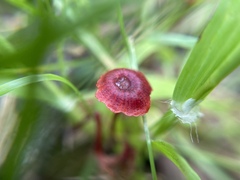 Cruentomycena viscidocruenta