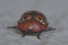 Conchyloctenia punctata