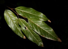 Sapindaceae
