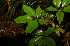 Mackinlaya confusa