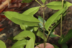 Alyxia spicata