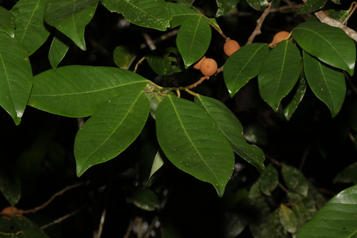 Image of Myristica globosa by (c) Greg Tasney, some rights reserved (CC BY-SA)