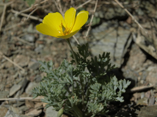 Eschscholzia minutiflora ssp. covillei