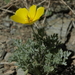 Eschscholzia minutiflora covillei - Photo (c) Jim Morefield, algunos derechos reservados (CC BY)