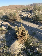 Cylindropuntia echinocarpa