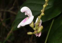 Canavalia cathartica